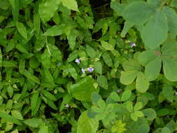 Image of torenia