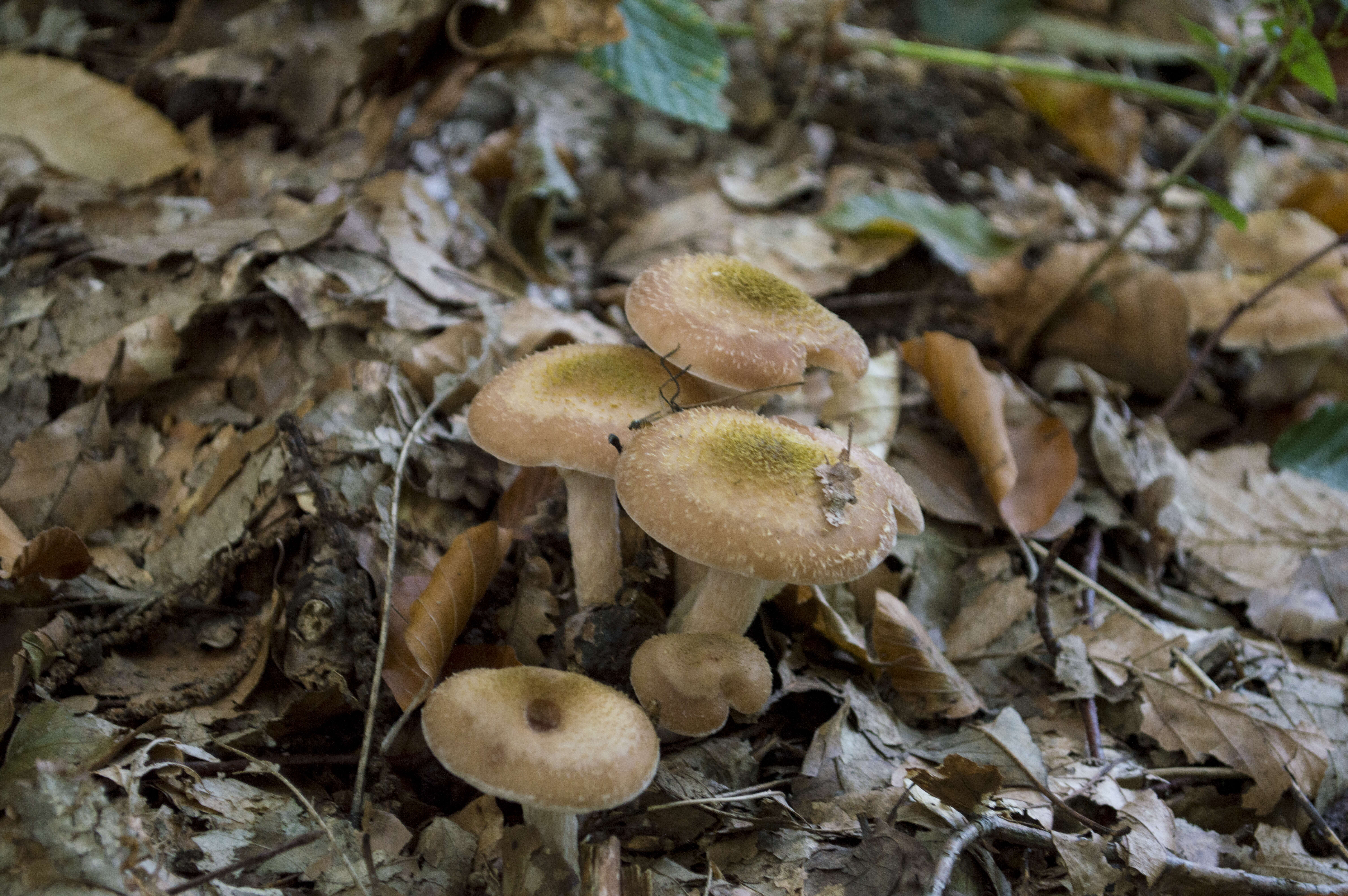 Image of Armillaria gallica Marxm. & Romagn. 1987