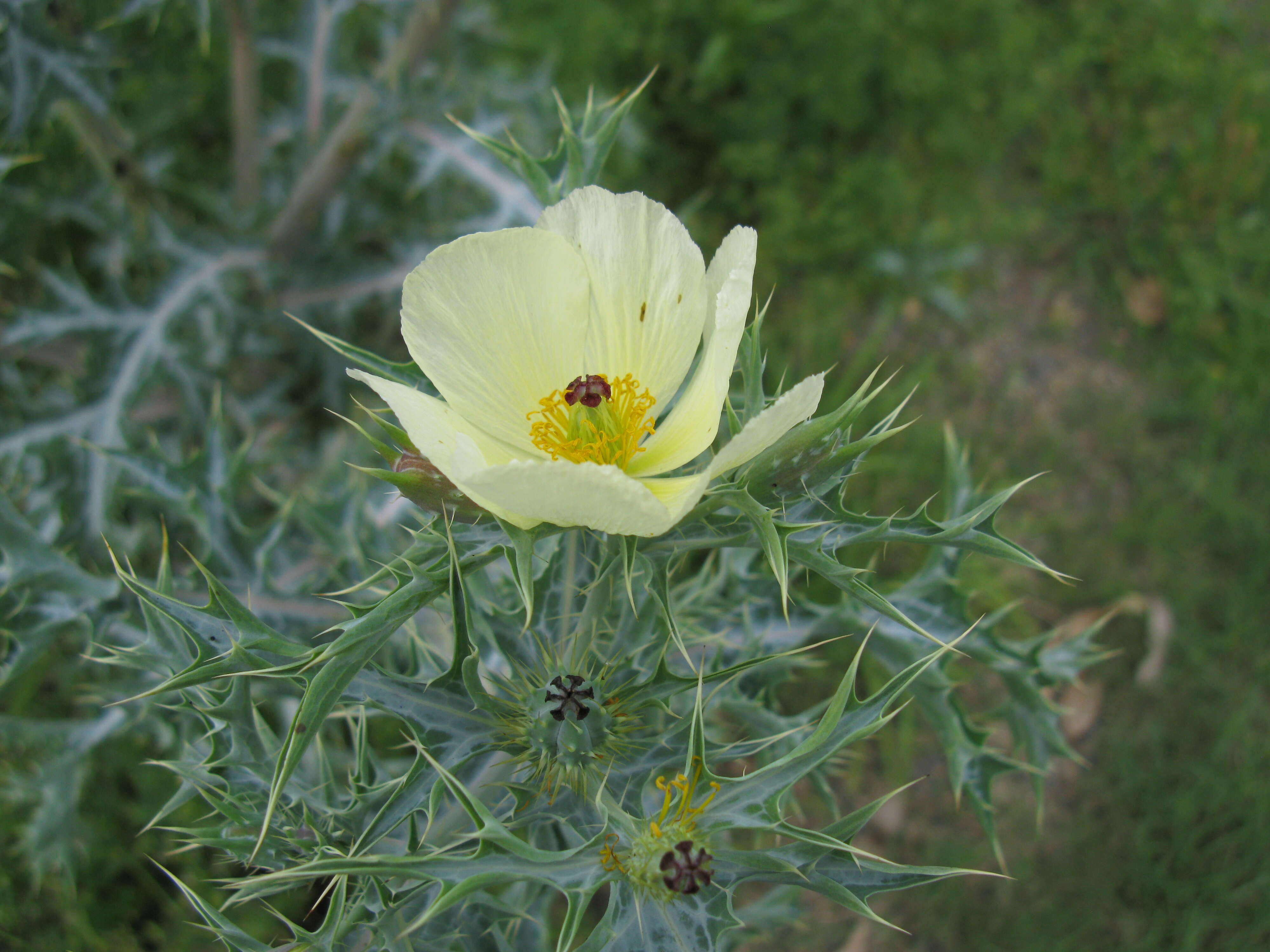 Argemone ochroleuca Sweet resmi