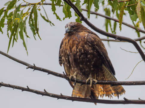 Image of Red-tailed Hawk