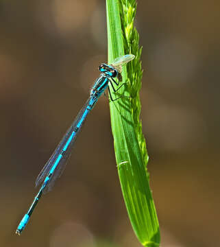 Image of Azure Bluet