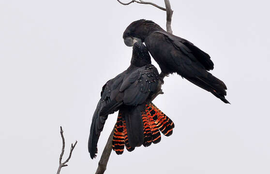 Image of Red-tailed Black-Cockatoo