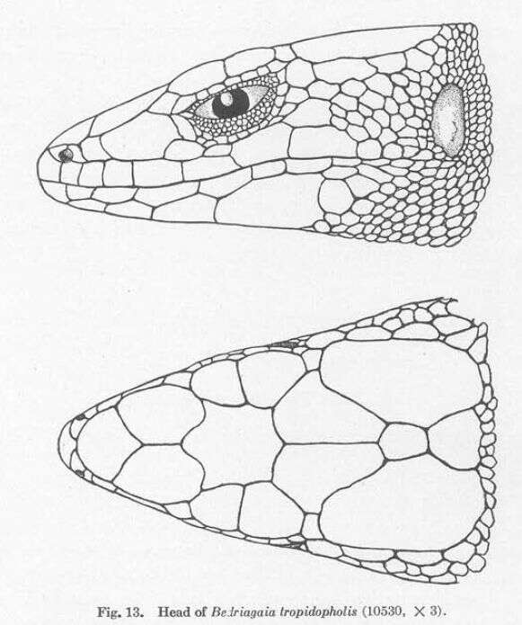 Image of Gastropholis tropidopholis (Boulenger 1916)