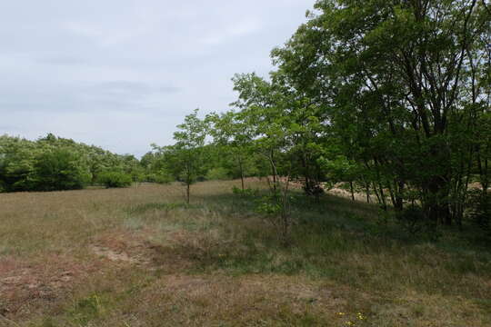 Image of black locust