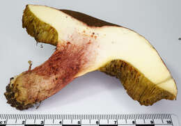 Image of Red-cracking Bolete