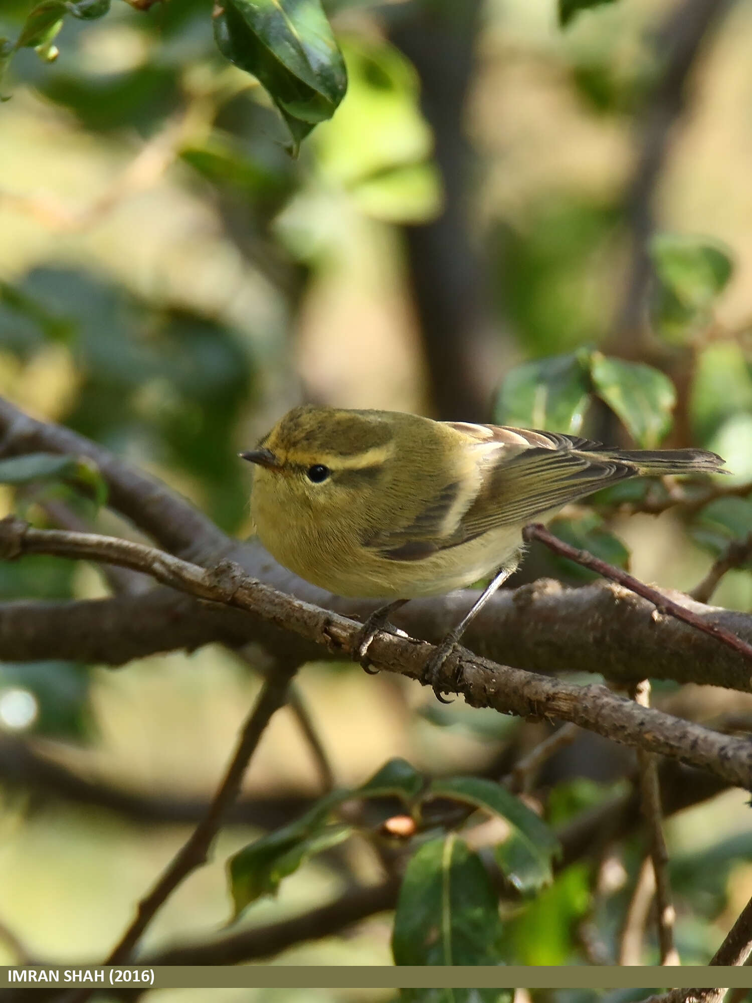 Plancia ëd Phylloscopus occipitalis (Blyth 1845)