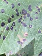 Image of European tar spot