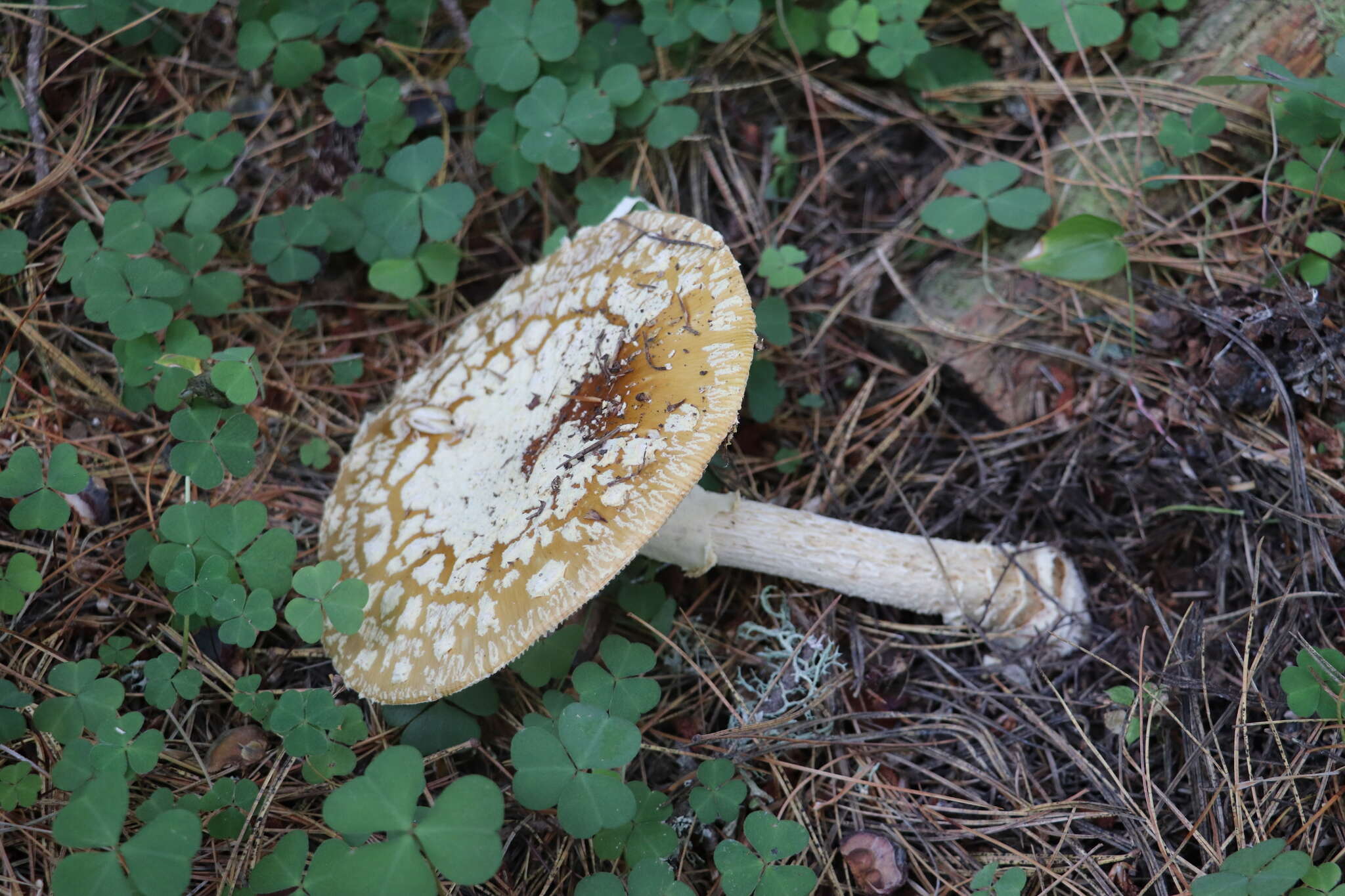 Image of Royal Fly Agaric