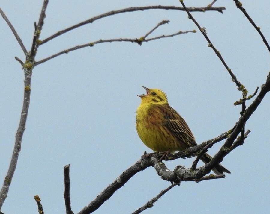 Image of Yellowhammer