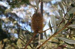 Image of Banksia conferta A. S. George