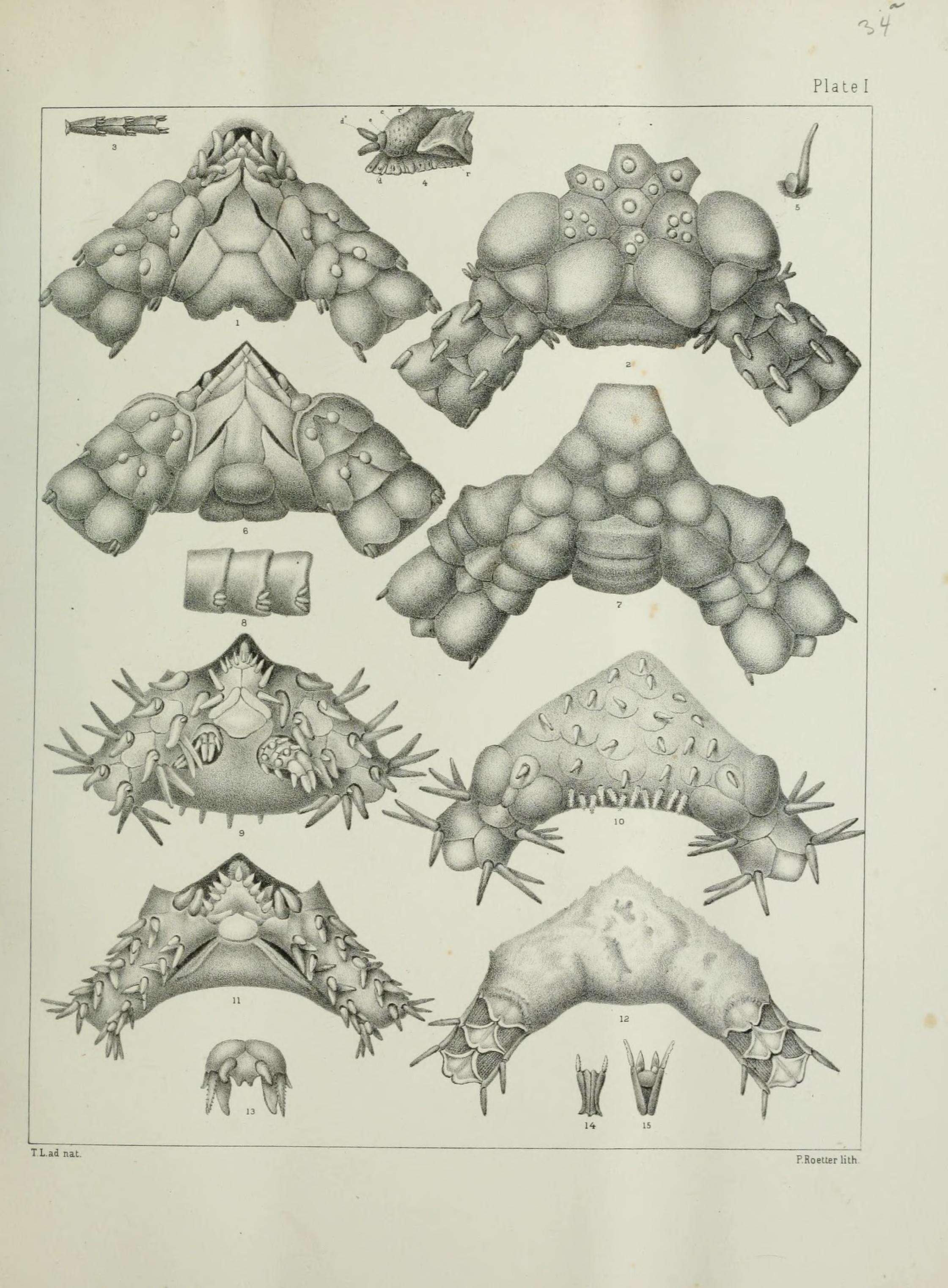 Image de Ophiomusium Lyman 1869