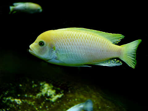 Image of Zebra Mbuna