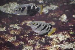 Image of Banded Archerfish