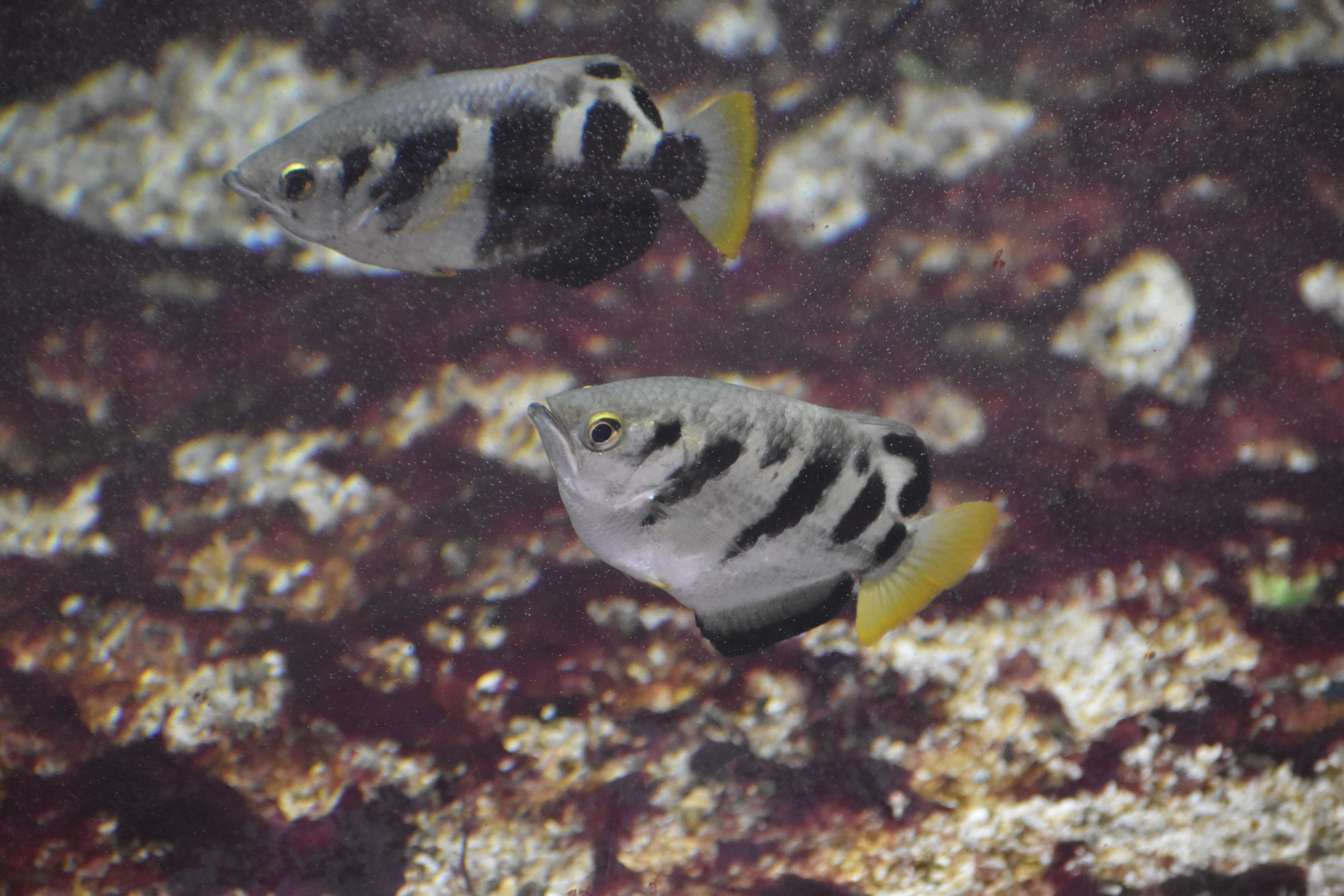 Image of Banded Archerfish