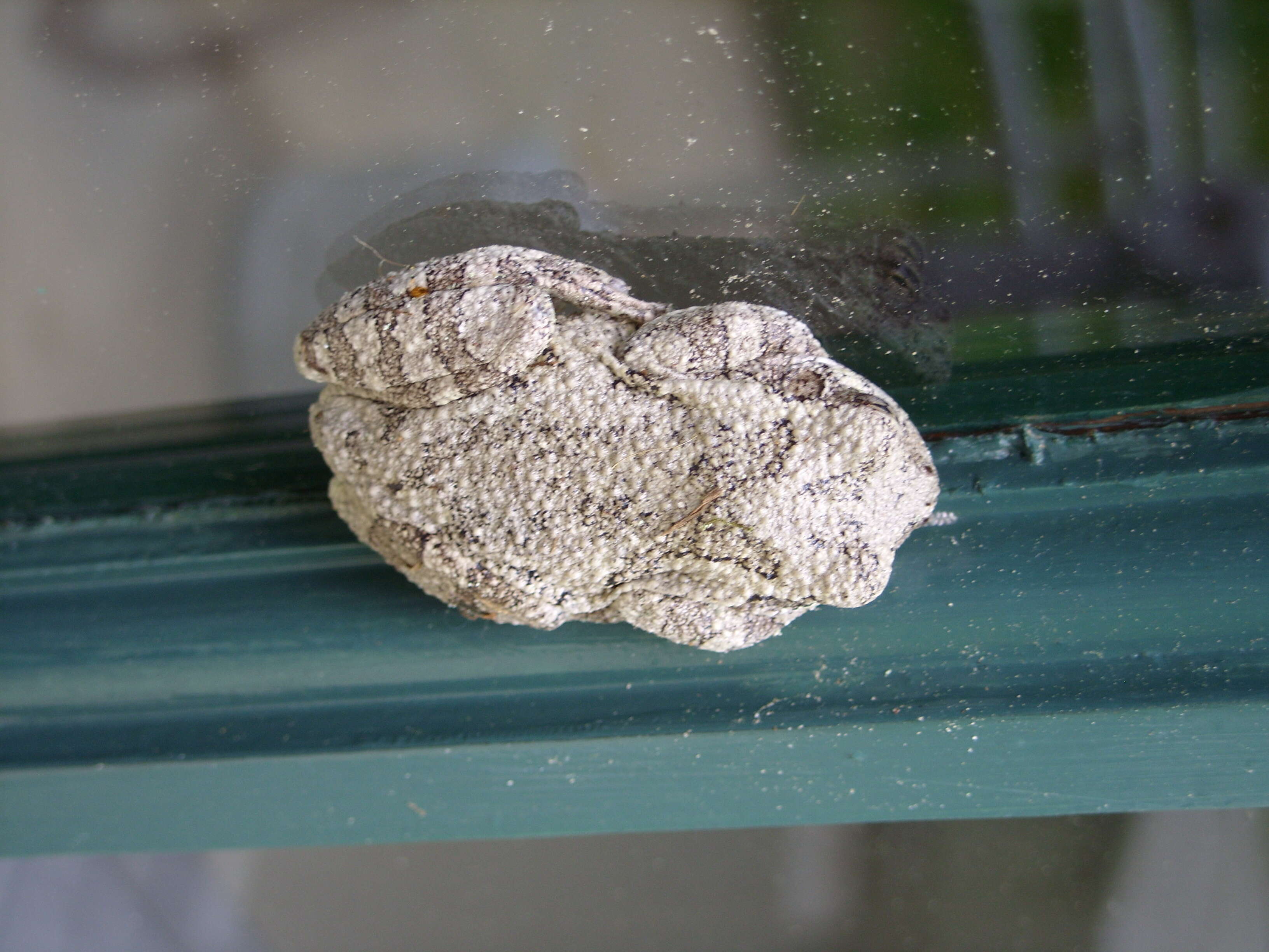 Image of Cope's Gray Treefrog