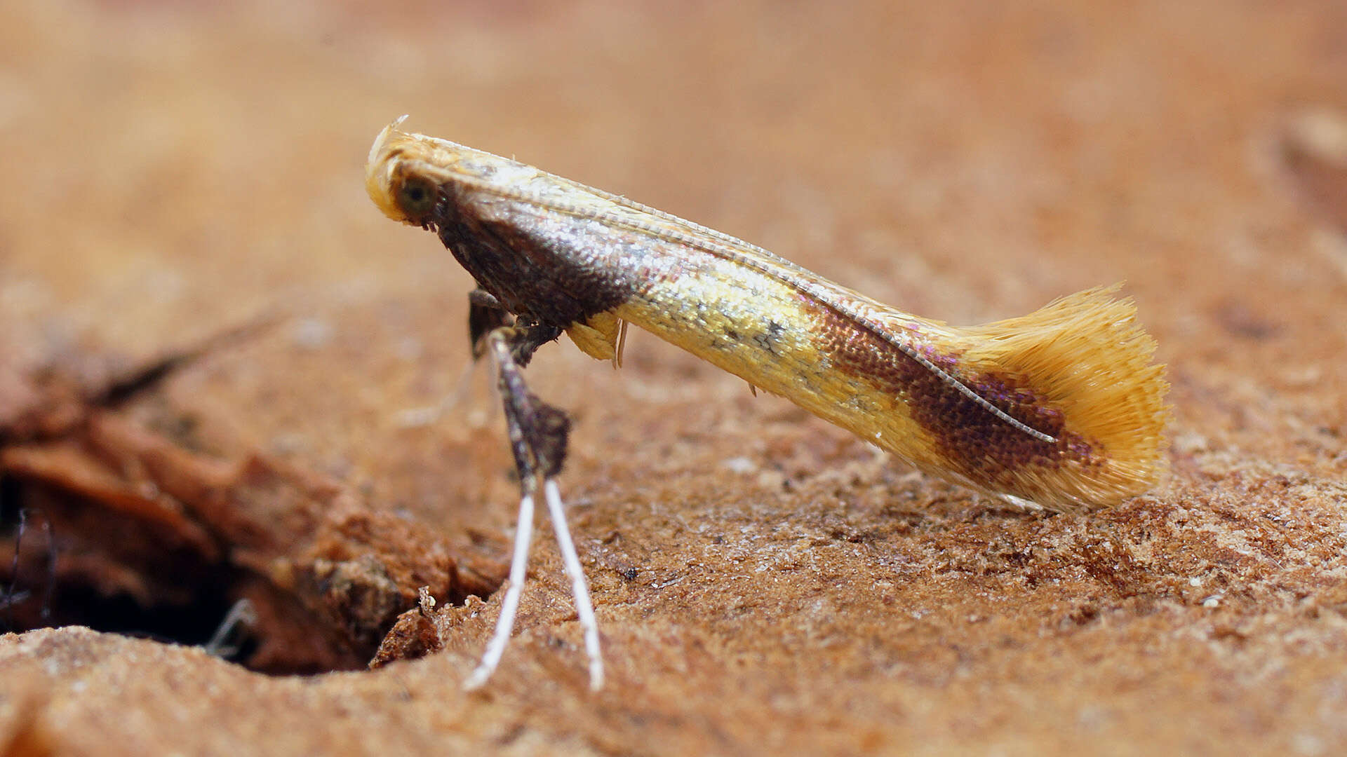 صورة Caloptilia alchimiella (Scopoli 1763)