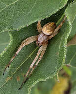 Image of Western Spotted Orbweaver