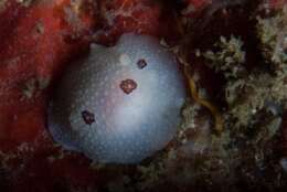 Image of Three-spot nudibranch