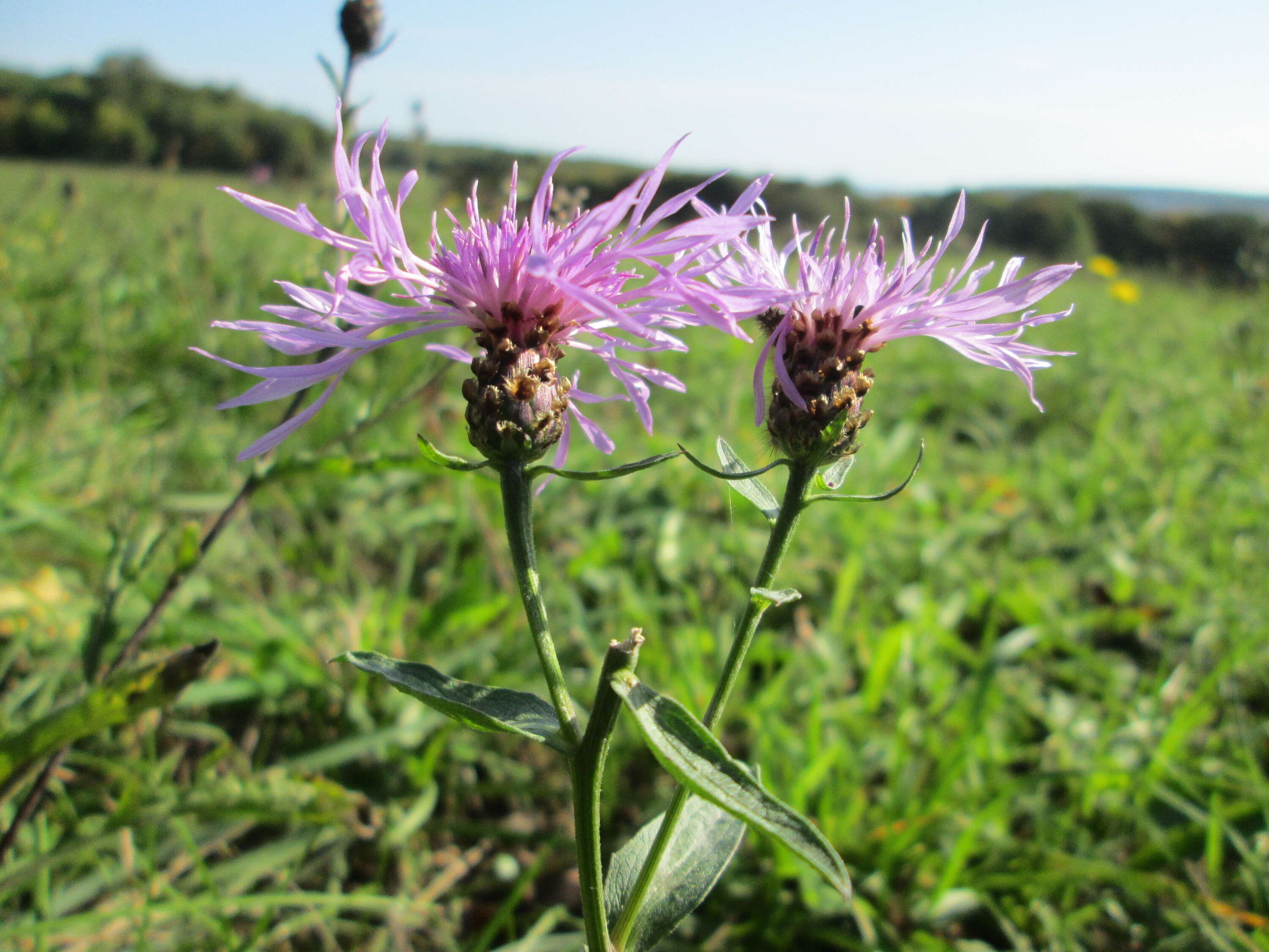 Image of brown knapweed