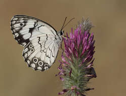 Imagem de Melanargia titea Klug 1832