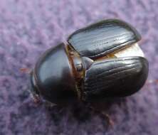 Image of black lawn beetle