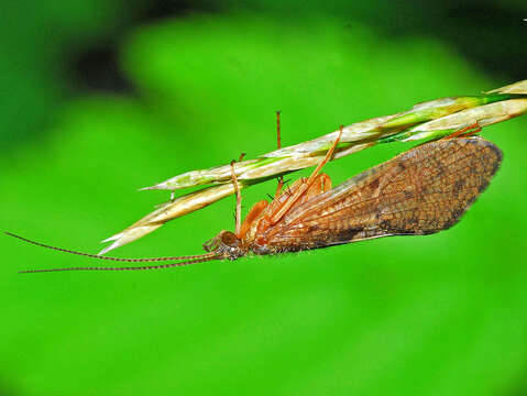 Image of free-living caddisflies