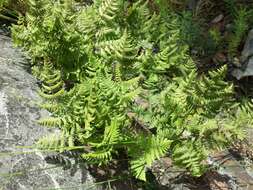 Image of scented oakfern