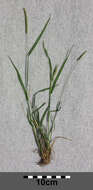 Image of black-grass