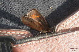 Image of scotch argus