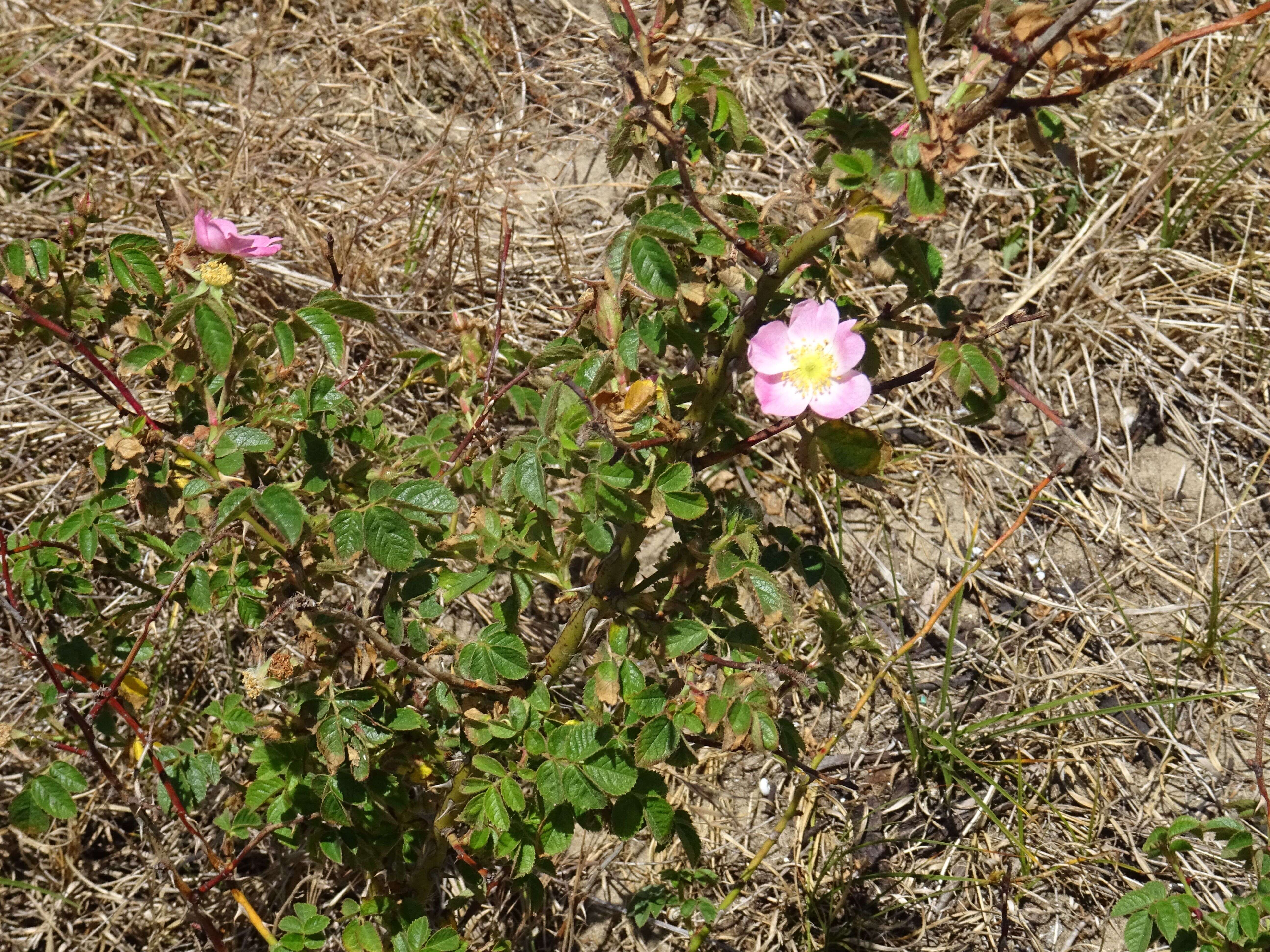 Image of dog rose