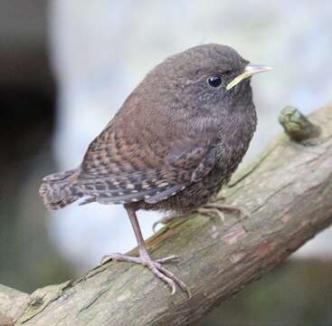 Image of Eurasian Wren