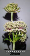 Imagem de Astrantia major L.