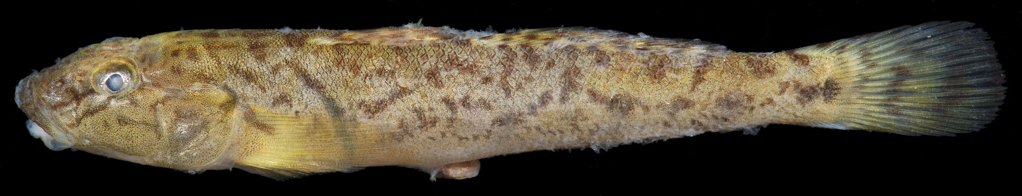 Image of River goby