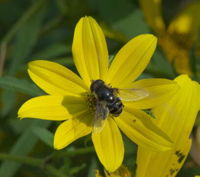 Image of Eristalis dimidiata Wiedemann 1830