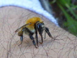 Image of Common carder bumblebee