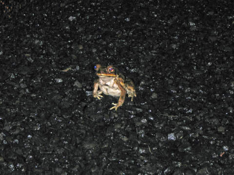 Image of Cane Toad