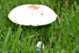 Image of Macrolepiota excoriata (Schaeff.) Wasser 1978