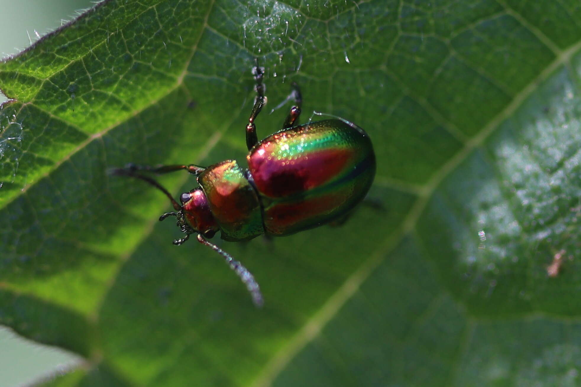 Image of Chrysolina fastuosa