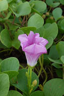 Ipomoea pes-caprae (L.) R. Brown resmi