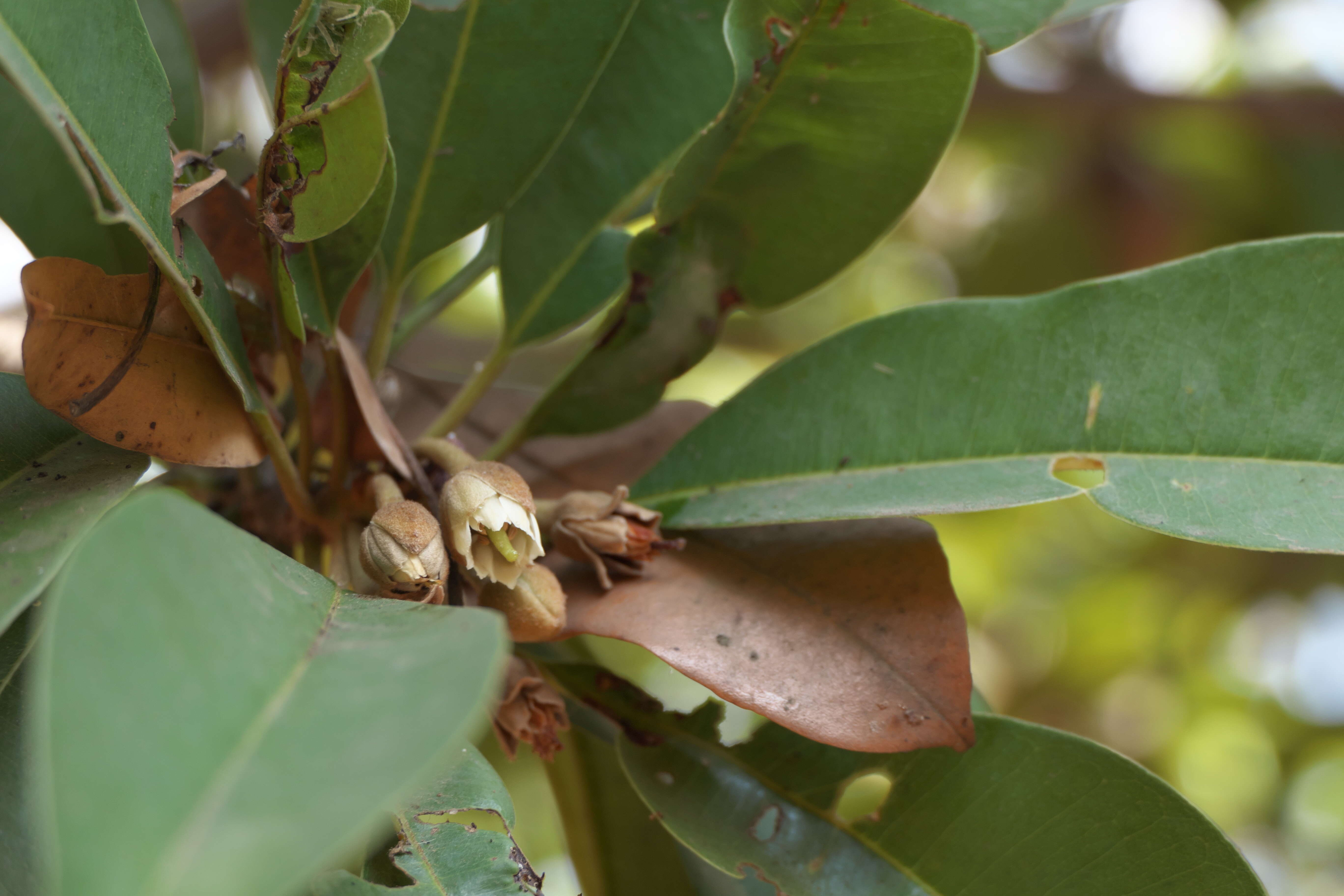 Imagem de Manilkara zapota (L.) P. Royen