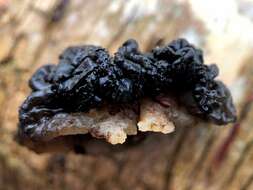 Image of Black Witches' Butter