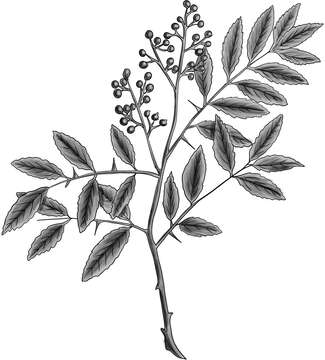 Image of Zanthoxylum rhoifolium Lam.