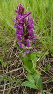 Dactylorhiza incarnata (L.) Soó resmi