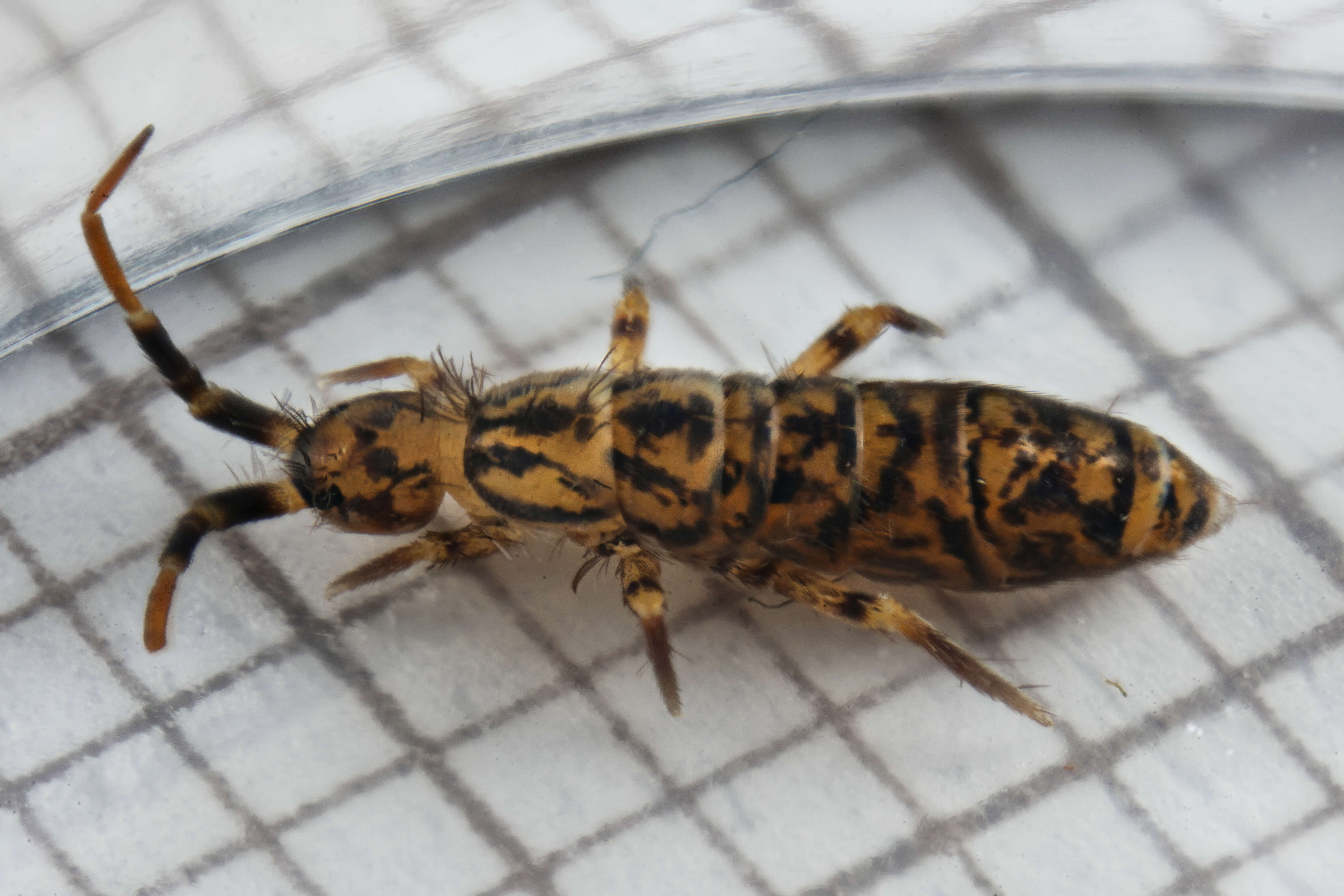 Image of Orchesella villosa (von Linné & C 1767)