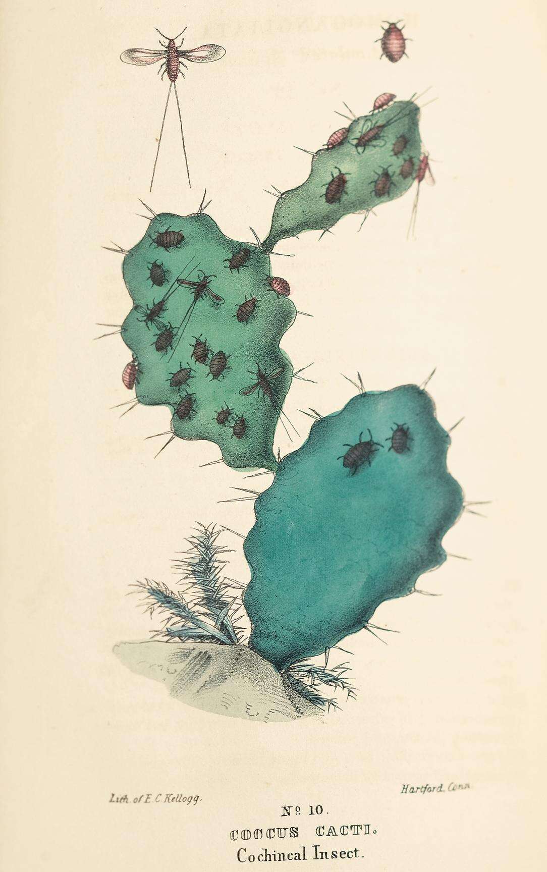 Image of Dactylopius coccus Costa 1829