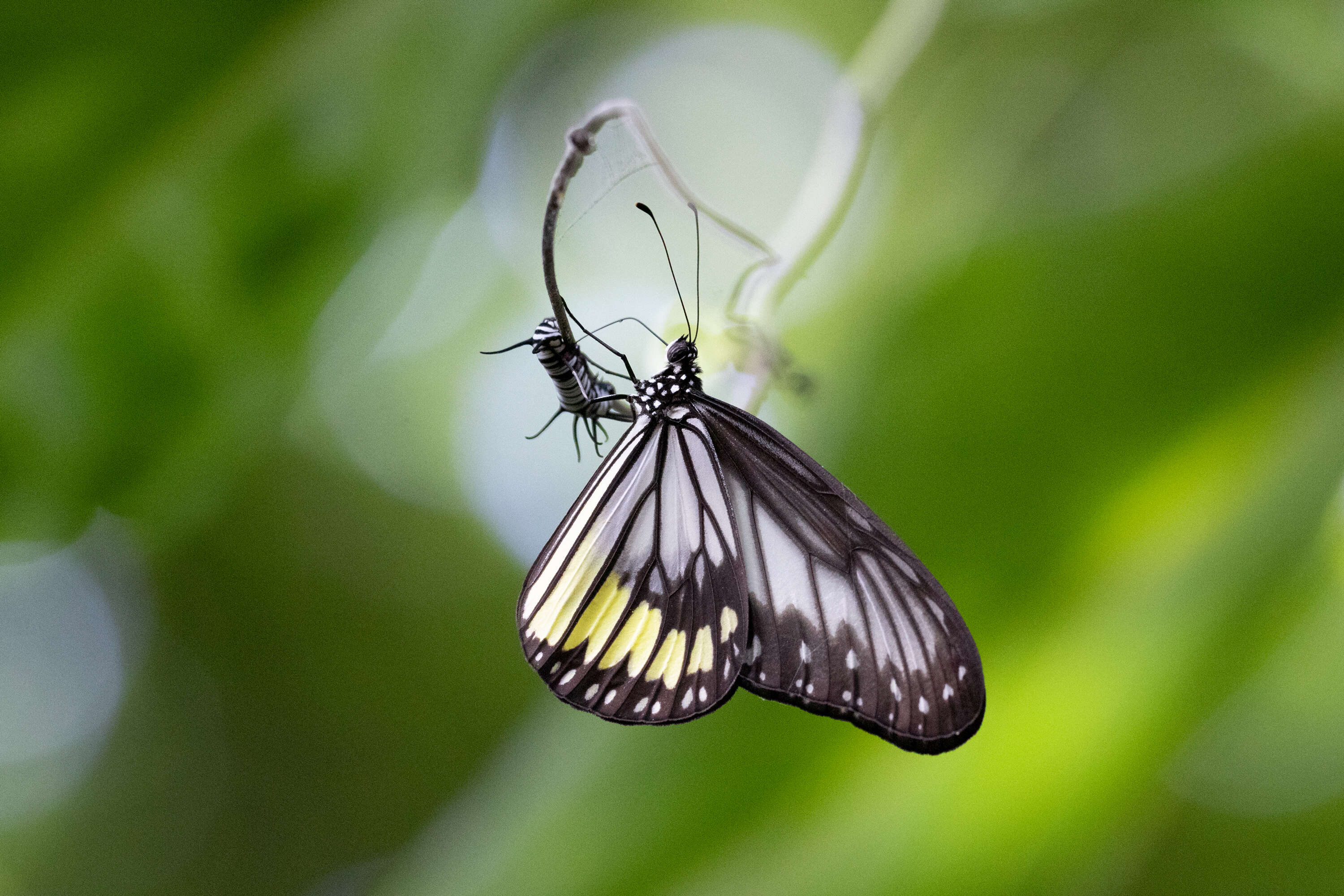 صورة Ideopsis vitrea Blanchard 1853