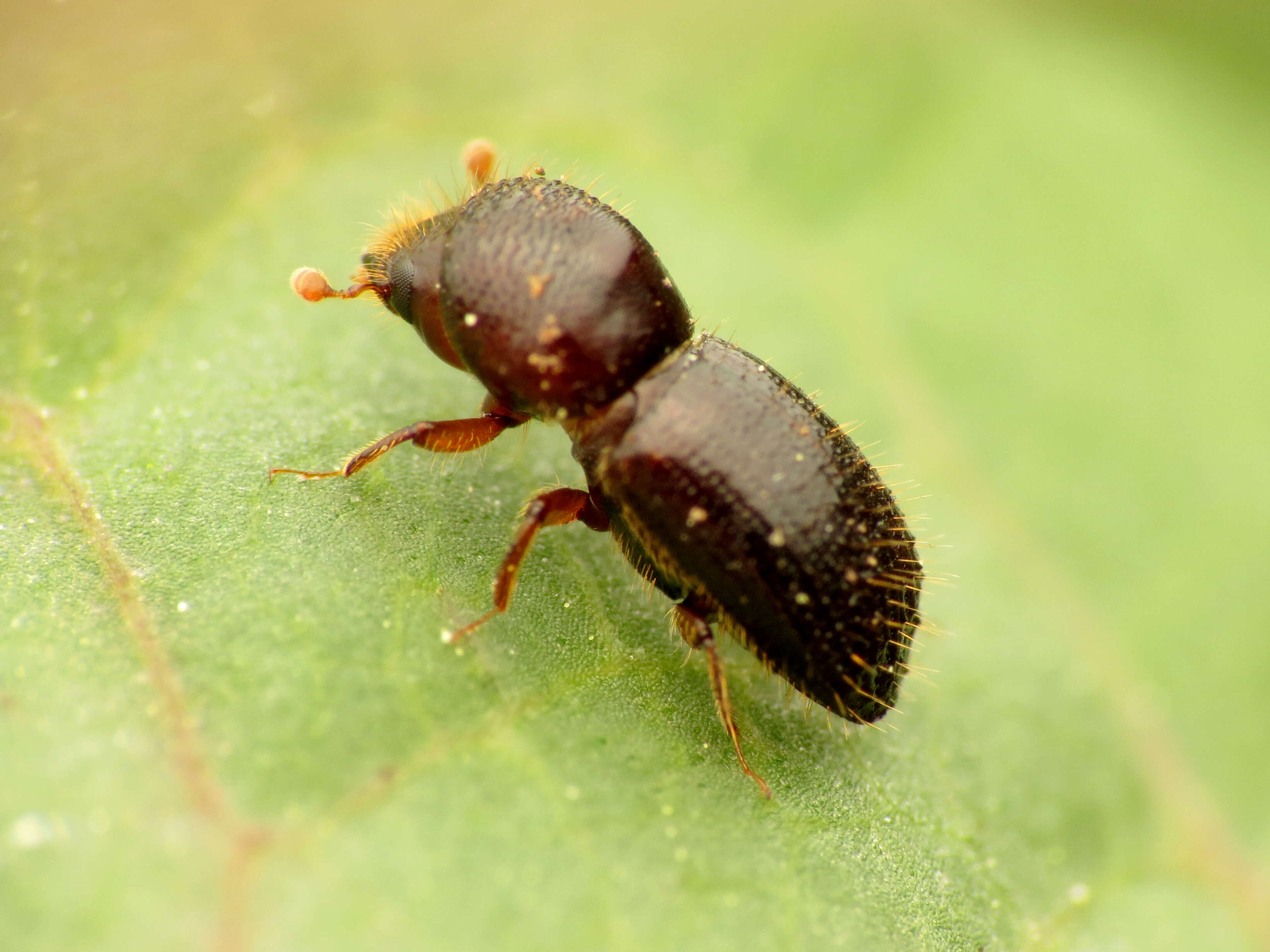 Image of Bark beetle
