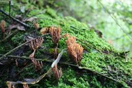 Слика од Ramaria stricta (Pers.) Quél. 1888