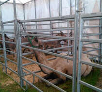 Image of Bactrian camel