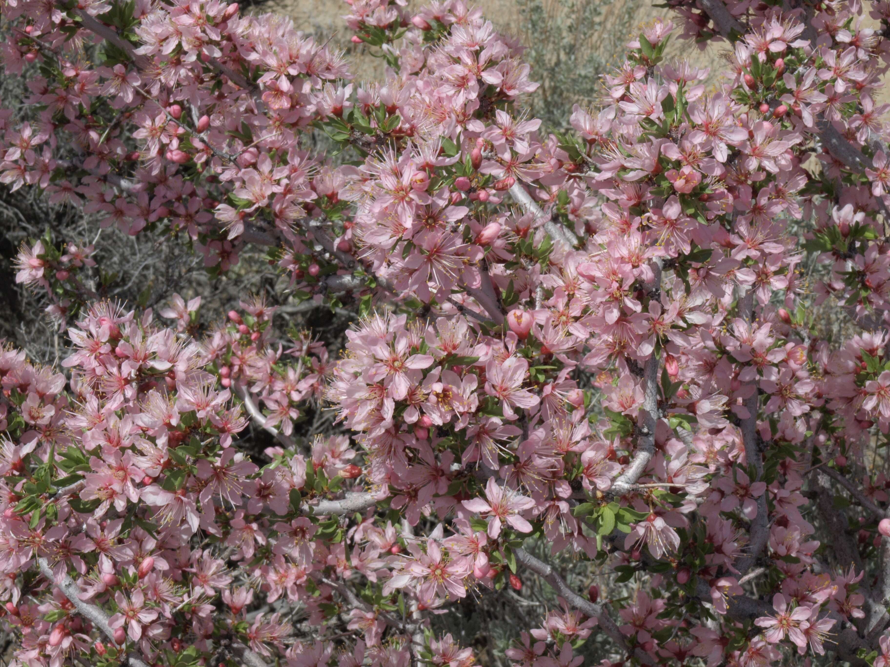 Image de Prunus andersonii Gray